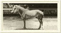 Timor Pony