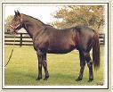 Seattle Slew