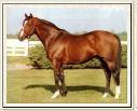 Northern Dancer