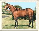 Alysheba