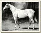 Miss Budweiser