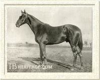 Man o' War