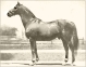 Man o' War