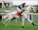 Desert Orchid