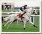 Desert Orchid