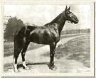 Sir Wooster